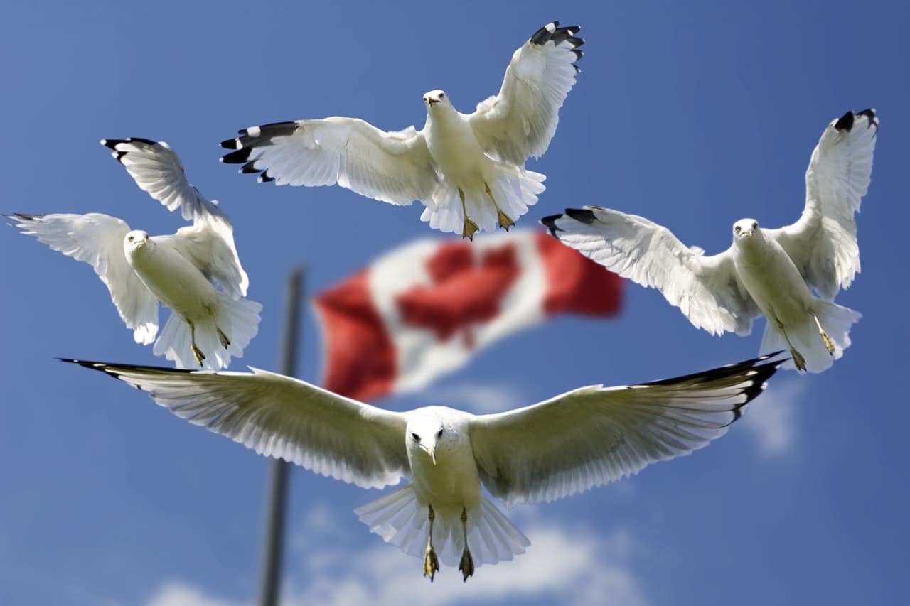 motor vehicle shipping FAQs for Canada and the U.S.